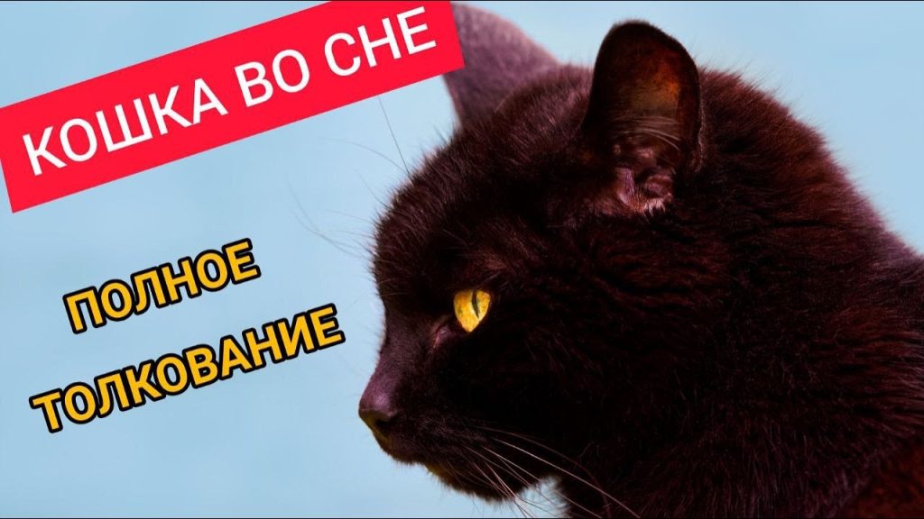 К Чему Снится Кал Женщине: Значение и Толкование Сновидения