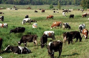 До Чого Сниться Корова Жінці: Значення та Тлумачення Сну